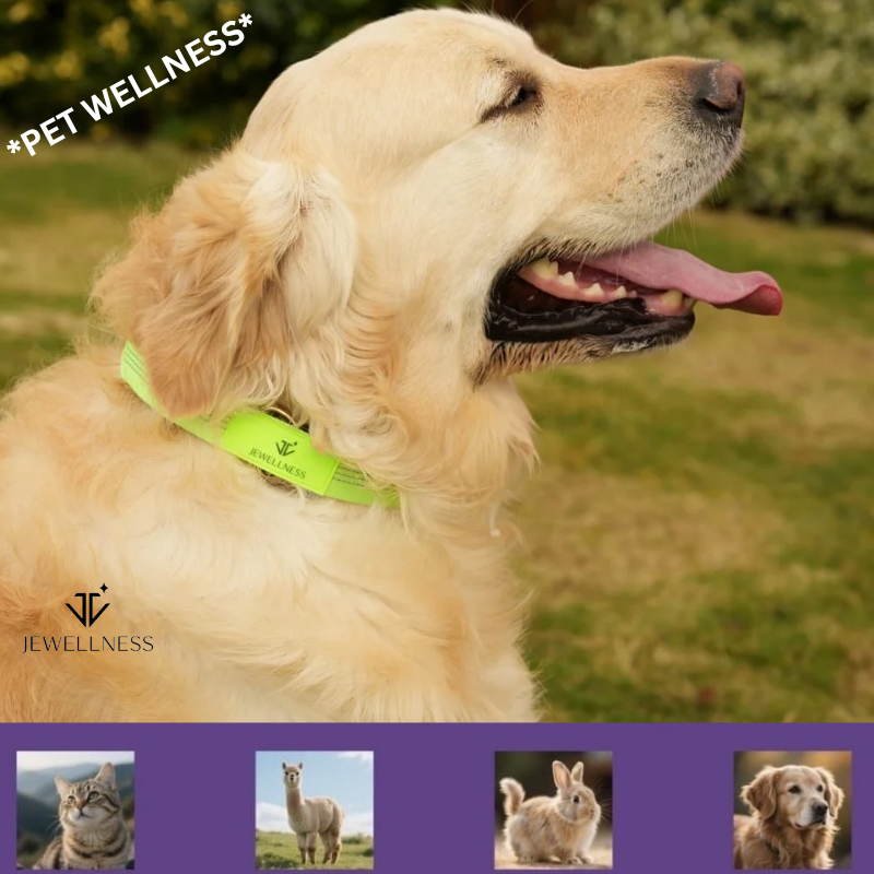 Pet Wellness - Magnetic Pet Collar MP001